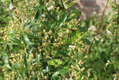  Vuurdoorn (Pyracantha 'Orange Glow')
