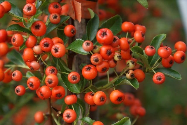  Vuurdoorn (Pyracantha 'Orange Glow')