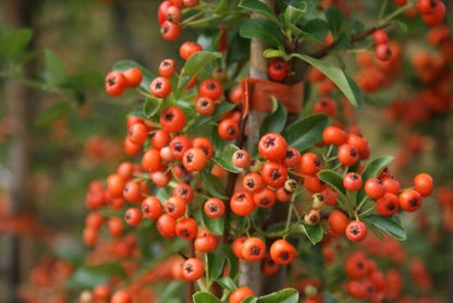  Vuurdoorn (Pyracantha 'Orange Glow')
