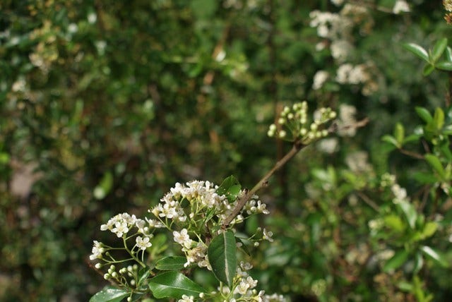  Vuurdoorn (Pyracantha 'Orange Glow')