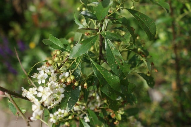  Vuurdoorn (Pyracantha 'Orange Glow')