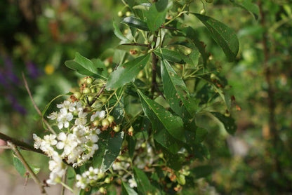  Vuurdoorn (Pyracantha 'Orange Glow')