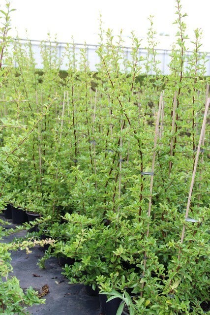  Vuurdoorn (Pyracantha 'Orange Glow')