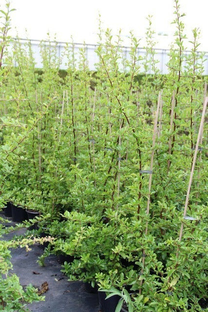  Vuurdoorn (Pyracantha 'Orange Glow')