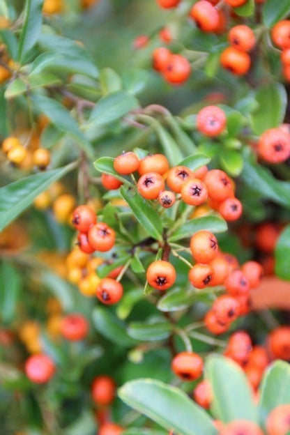  Vuurdoorn (Pyracantha 'Orange Glow')