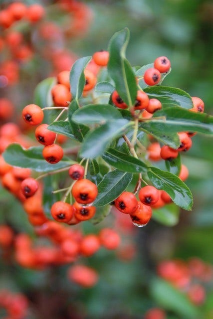  Vuurdoorn (Pyracantha 'Orange Glow')