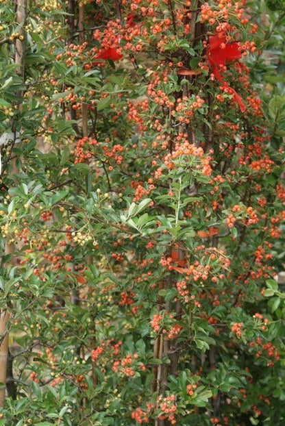  Vuurdoorn (Pyracantha 'Orange Glow')