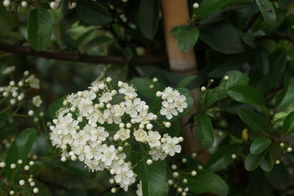  Vuurdoorn (Pyracantha 'Red Column')