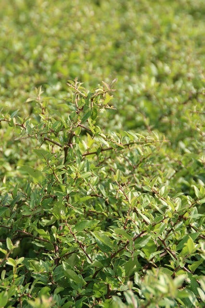  Vuurdoorn (Pyracantha 'Red Cushion')