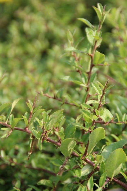  Vuurdoorn (Pyracantha 'Red Cushion')