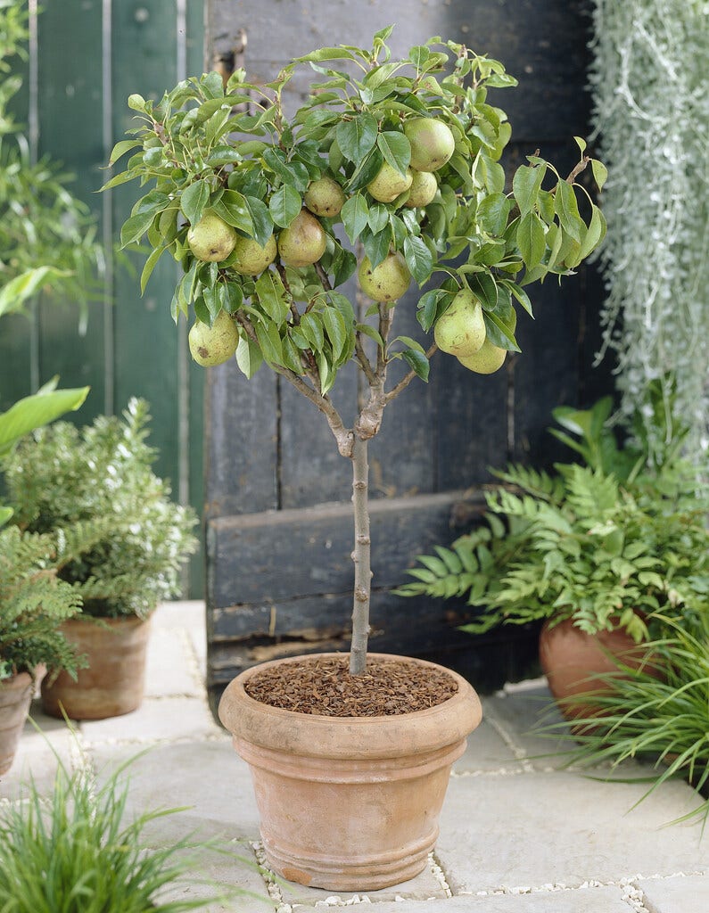  Dwerg Peer (Pyrus Communis 'Mini')