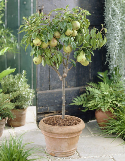  Dwerg Peer (Pyrus Communis 'Mini')