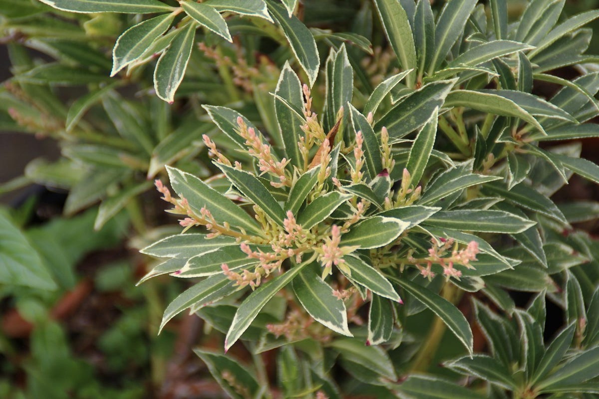  Rotsheide (Pieris Japonica 'Variegata')