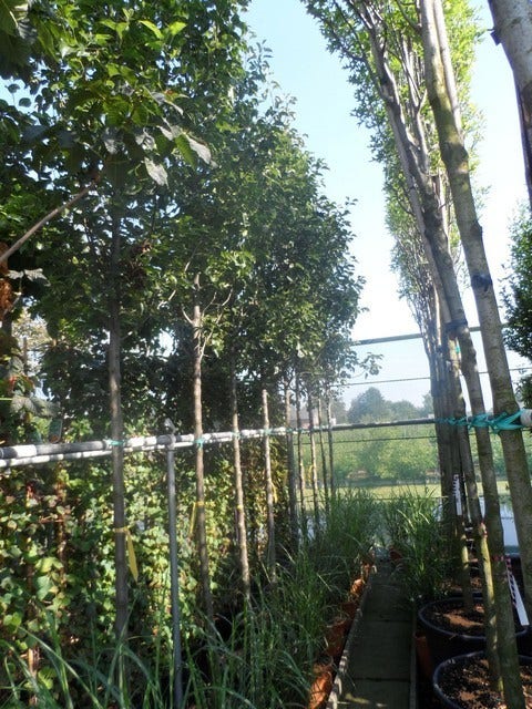  Chinese Sierpeer (Pyrus Calleryana 'Chanticleer')