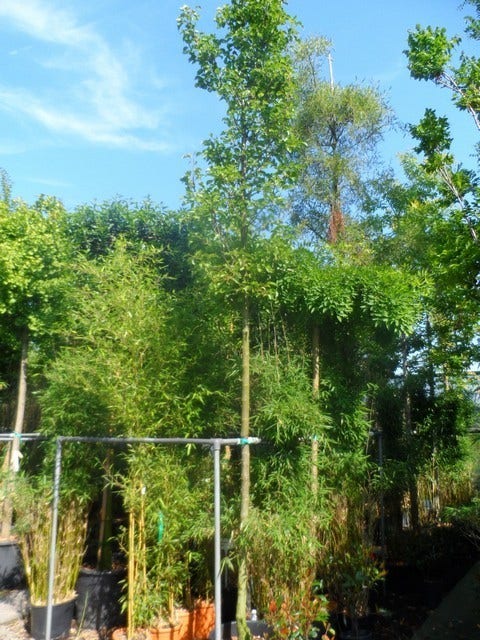  Chinese Sierpeer (Pyrus Calleryana 'Chanticleer')