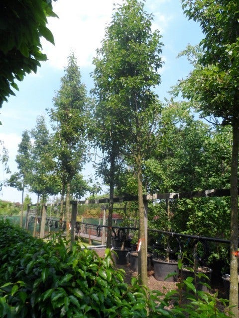  Chinese Sierpeer (Pyrus Calleryana 'Chanticleer')