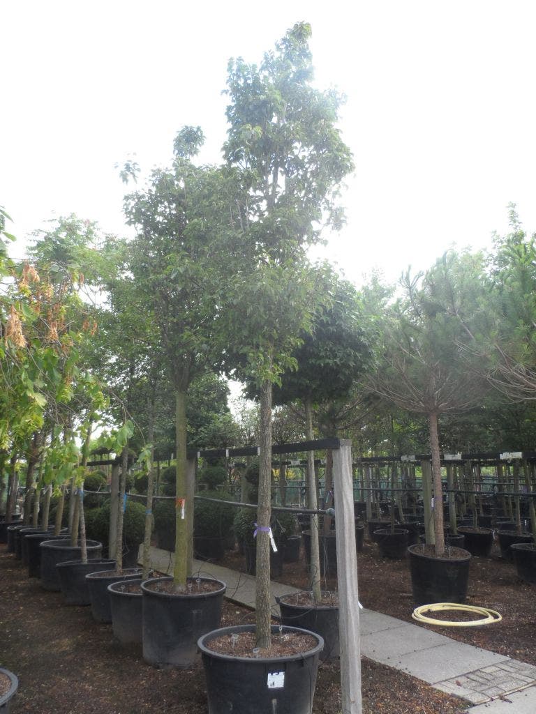  Chinese Sierpeer (Pyrus Calleryana 'Chanticleer')