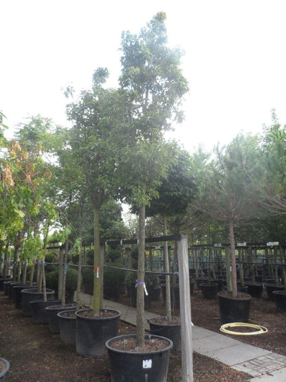  Chinese Sierpeer (Pyrus Calleryana 'Chanticleer')