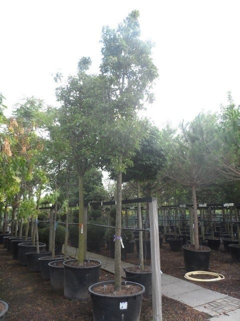  Chinese Sierpeer (Pyrus Calleryana 'Chanticleer')
