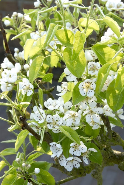  Sierpeer In Kubusvorm (Pyrus Calleryana 'Chanticleer')