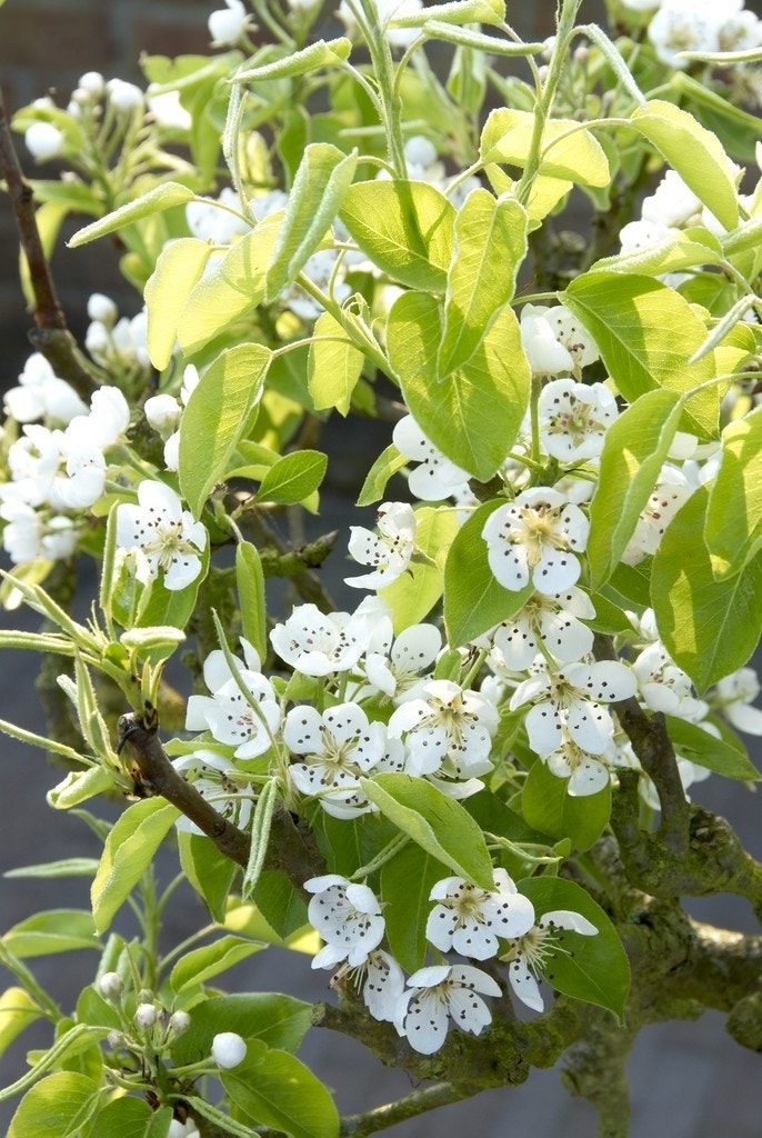  Chinese Sierpeer (Pyrus Calleryana 'Chanticleer')
