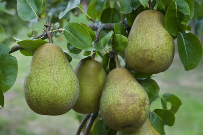  Lei-Peer (Pyrus Communis 'Beurre Hardy')