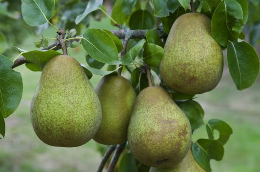 Lei-Peer (Pyrus Communis 'Beurre Hardy')