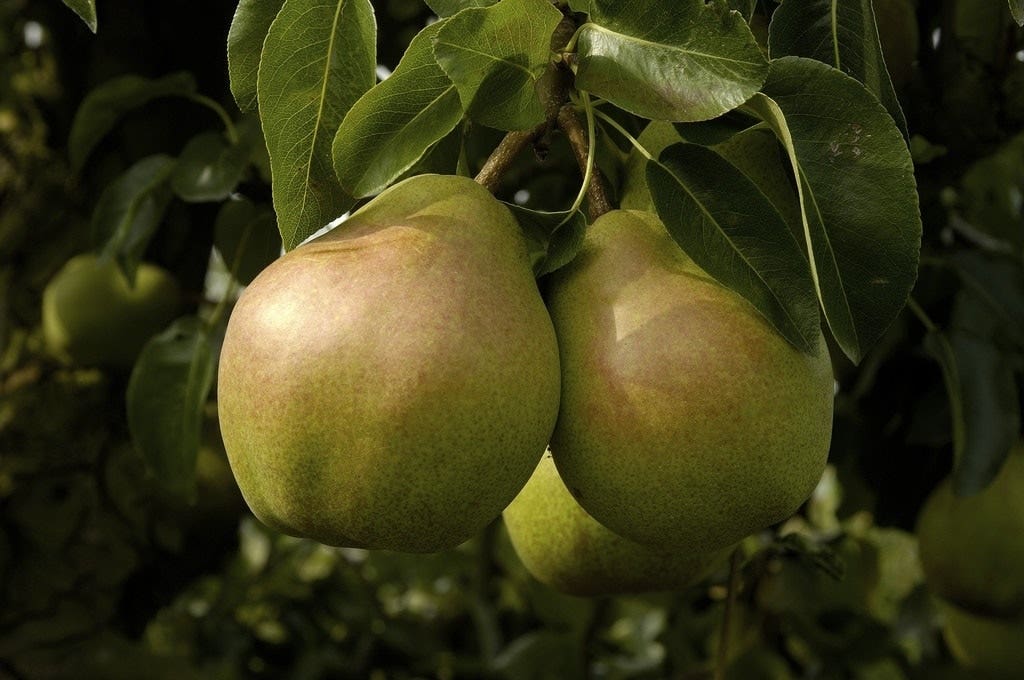  Lei-Peer (Pyrus Communis 'Doyenne Du Comice')