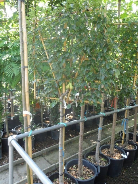  Lei-peer (Pyrus Communis 'Conference')