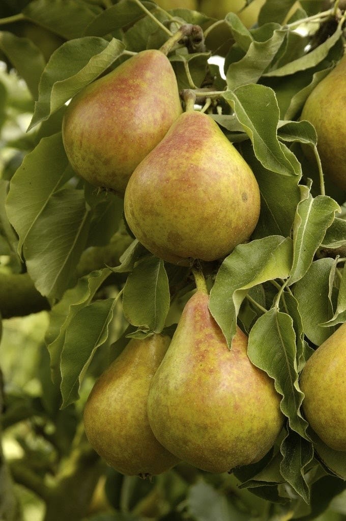  Lei-Peer (Pyrus Communis 'Gieser Wildeman')