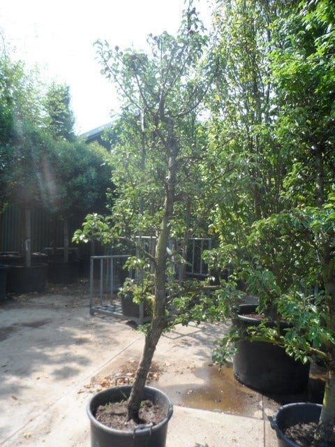  Perenboom (Pyrus Communis 'Gieser Wildeman')