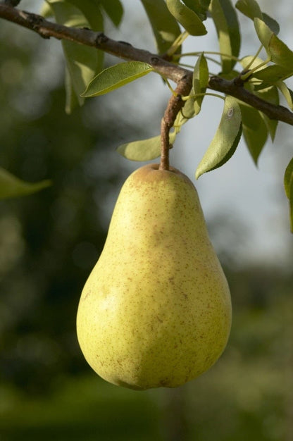  Lei-Peer (Pyrus Communis 'Williams')