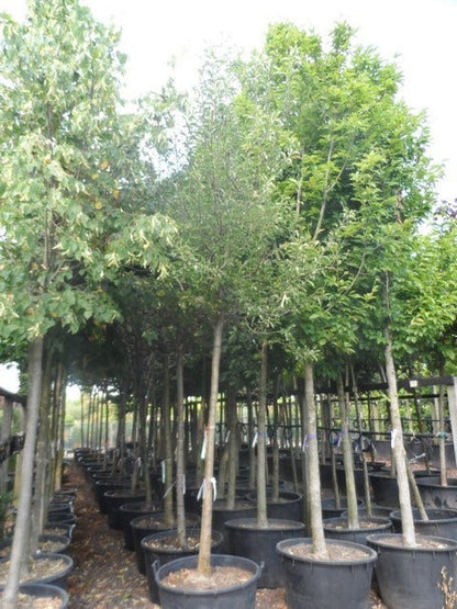  Perenboom (Pyrus Communis 'Gieser Wildeman')