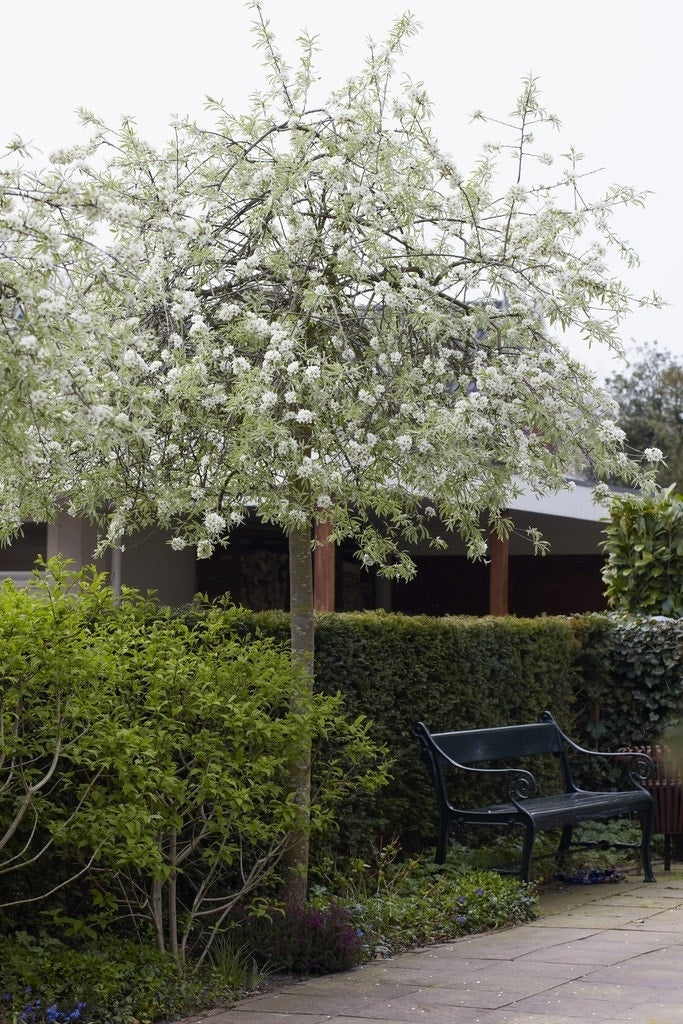  Treursierpeer (Pyrus Salicifolia 'Pendula')