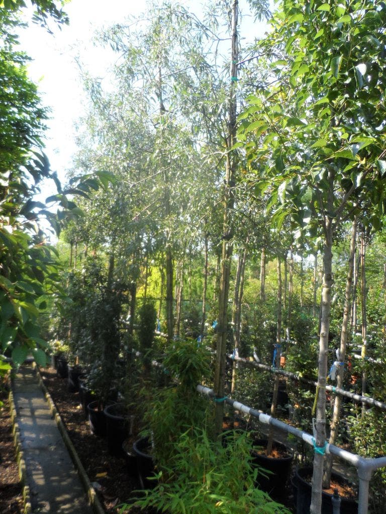 Treursierpeer (Pyrus Salicifolia 'Pendula')