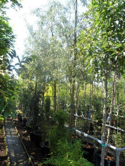  Treursierpeer (Pyrus Salicifolia 'Pendula')