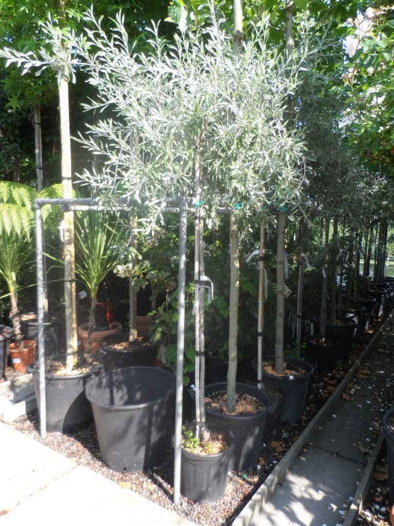  Treursierpeer (Pyrus Salicifolia 'Pendula')