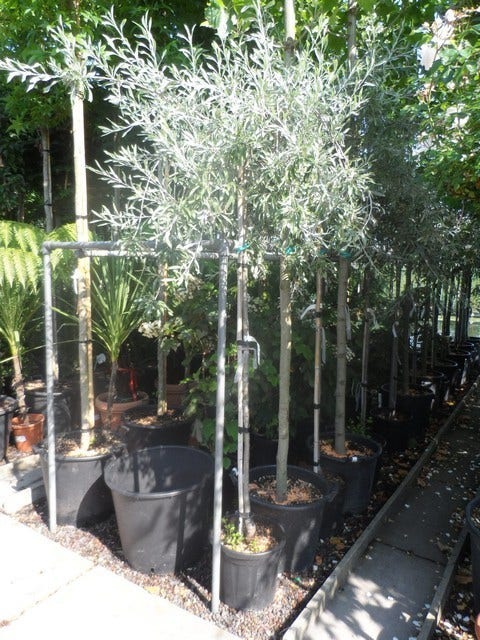  Treursierpeer (Pyrus Salicifolia 'Pendula')