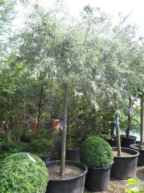  Treursierpeer (Pyrus Salicifolia 'Pendula')