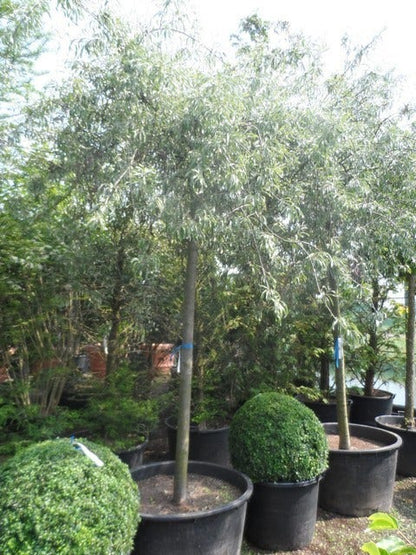  Treursierpeer (Pyrus Salicifolia 'Pendula')