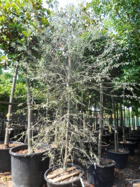  Treursierpeer (Pyrus Salicifolia 'Pendula')