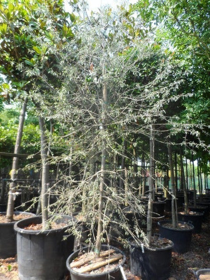  Treursierpeer (Pyrus Salicifolia 'Pendula')