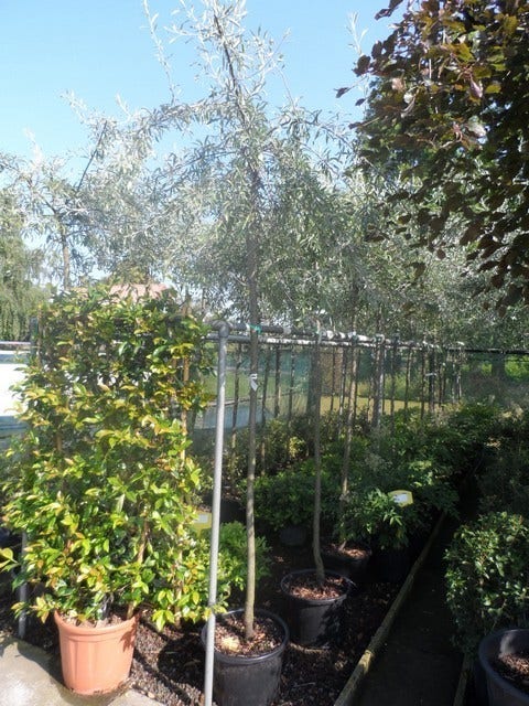  Treursierpeer (Pyrus Salicifolia 'Pendula')