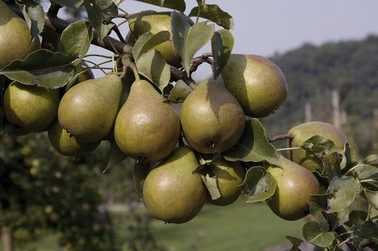  Perenboom (Pyrus Communis 'Kleipeer')