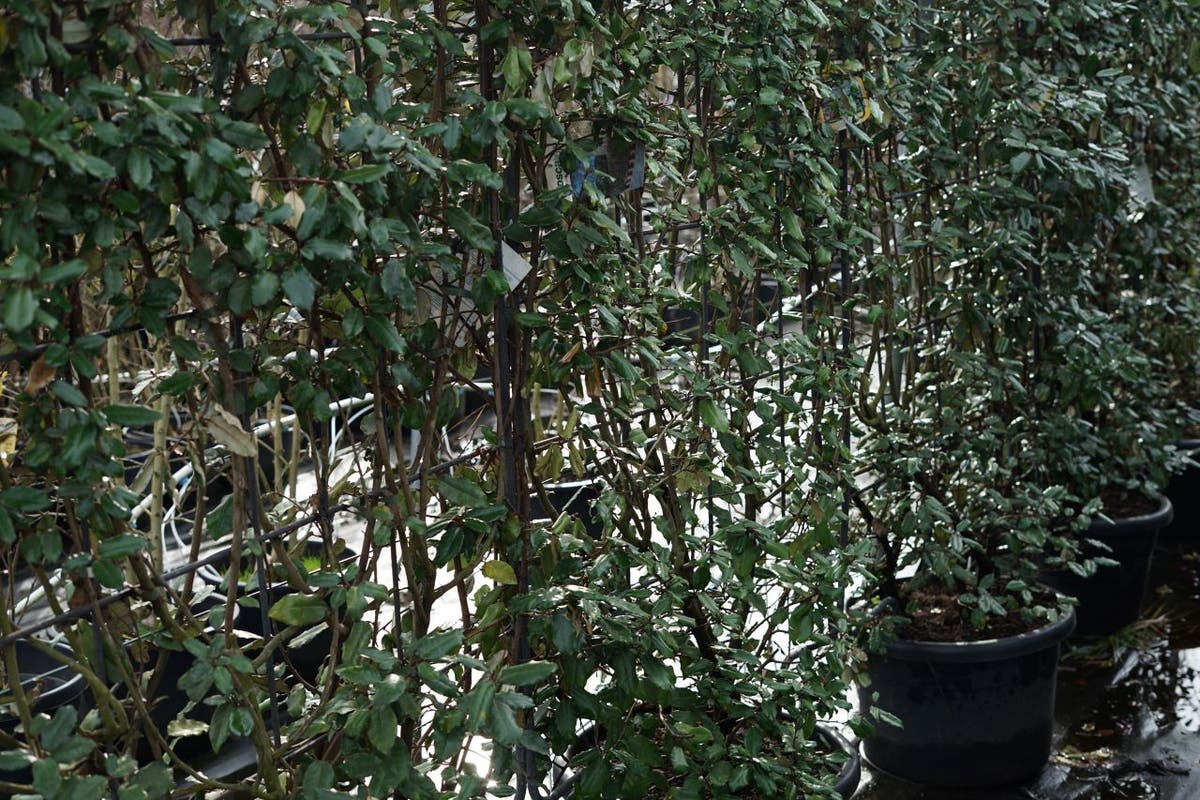  Steeneik Als Leivorm (Quercus Ilex)