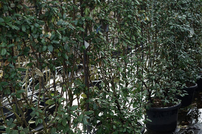  Steeneik Als Leivorm (Quercus Ilex)