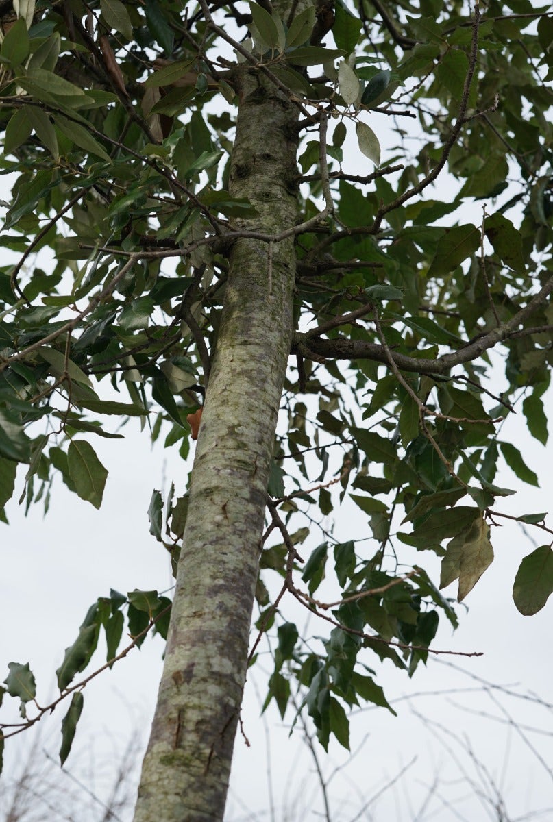  Steeneik Als Boom (Quercus Ilex)