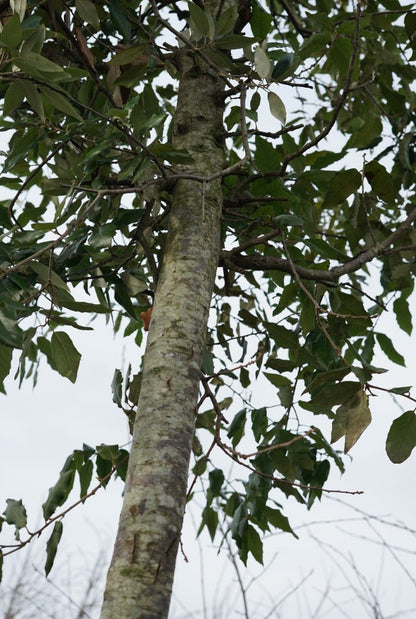  Steeneik Als Boom (Quercus Ilex)