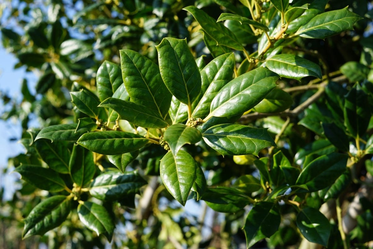  Steeneik Als Boom (Quercus Ilex)
