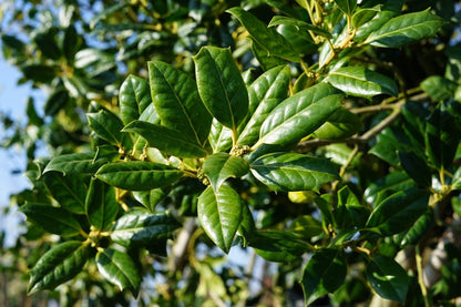  Steeneik Als Struik (Quercus Ilex)